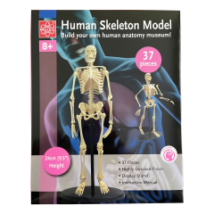 Модель скелета людини Edu-Toys збірна 24 см (SK057)
