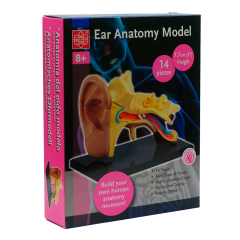Модель анатомія вуха Edu-Toys збірна 7,7 см (SK012)