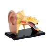Модель анатомія вуха Edu-Toys збірна 7,7 см (SK012)