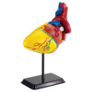 Набір Edu-Toys Модель серця людини збірна, 14 см. (SK009)